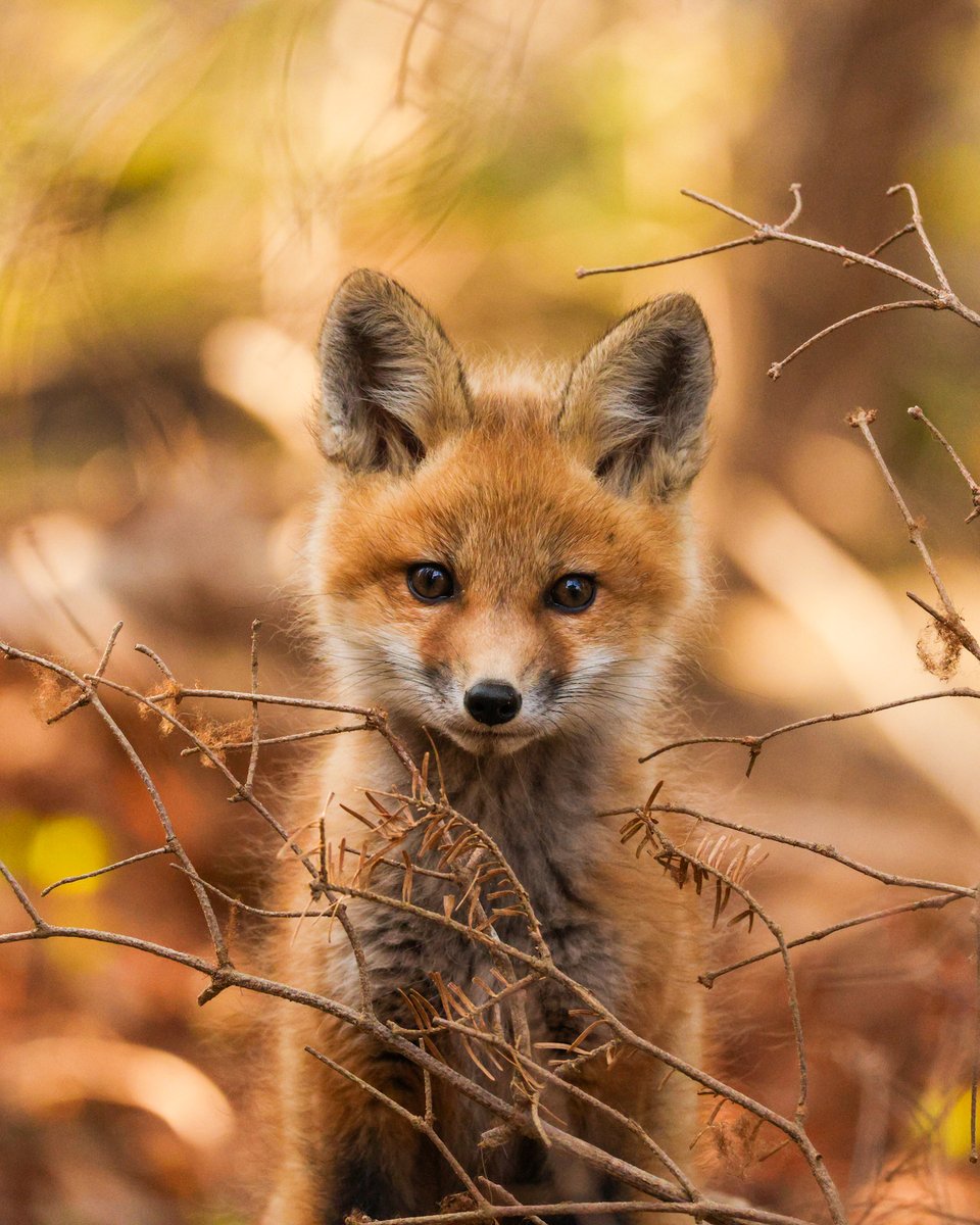 CanonUSA's tweet image. "Baby fox kit season has arrived! It's moments like this that are worth it after hours of quiet patience." - Jared S. #ShotOnCanon 🦊♥️ 

📸 #Canon EOS R5 Mark II
Lens: RF100-400mm F5.6-8 IS USM