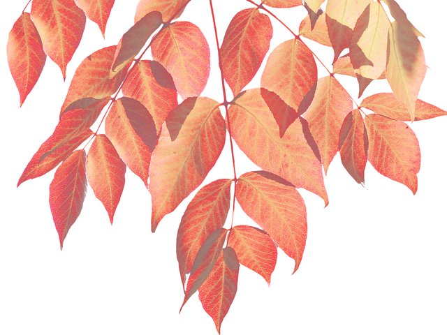 Zhess Harris tweet media