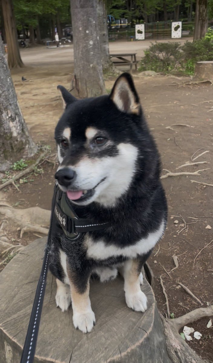 NOZUE８🦴黒柴のハチ♂ tweet media