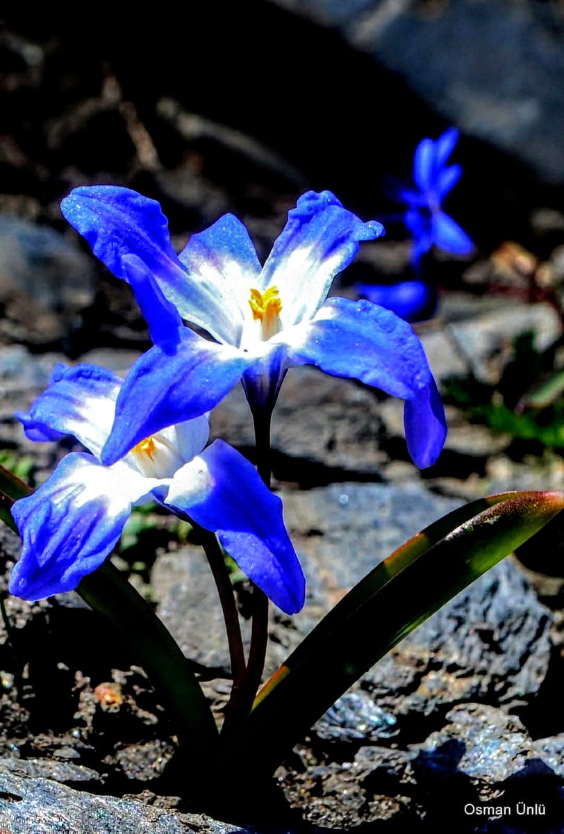 Denizli sümbülü , Karcı dağı Denizli