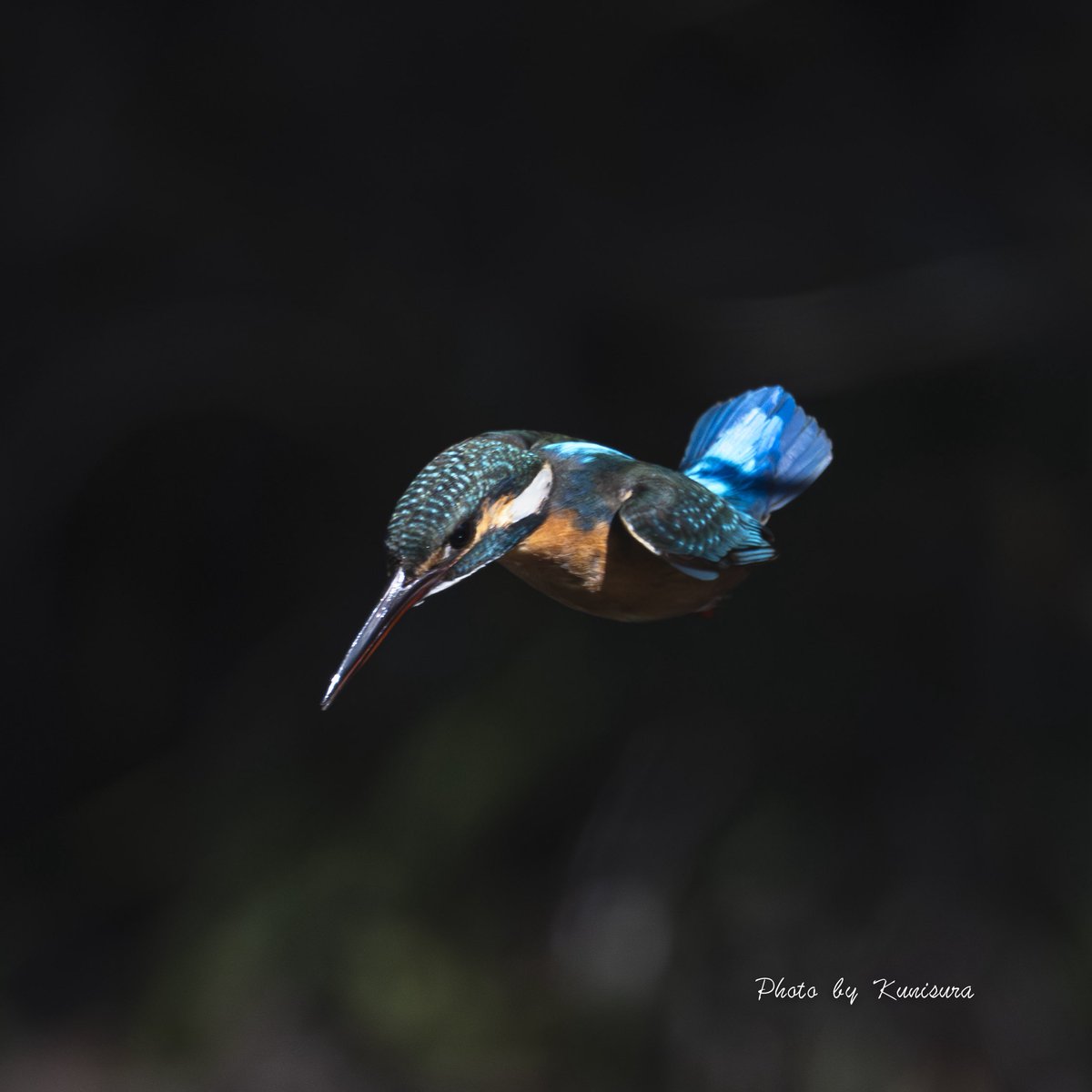 9960hiro's tweet image. とある植物園内池

#カワセミ
#sony
#SonyAlpha
#α1m2
#sel600f40gm
#sel14tc