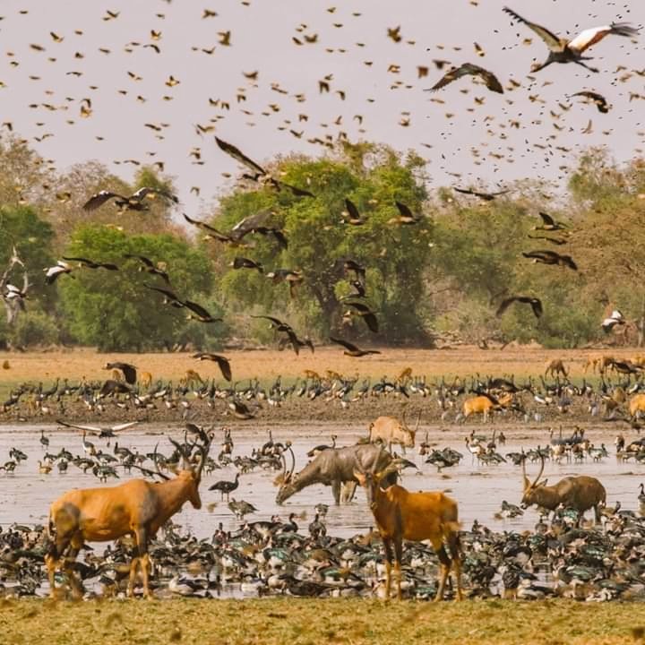 ibnoumar09's tweet photo. محمية زاكوما في جنوب شرق تشاد من أغنى وأجمل المحميات الطبيعية في افريقيا والعالم ولكن لسوء الحظ ليست مشهورة كباقي المحميات مثل في كينيا وتنزانيا وجنوب أفريقيا https://t.co/DU8EIXIDdI