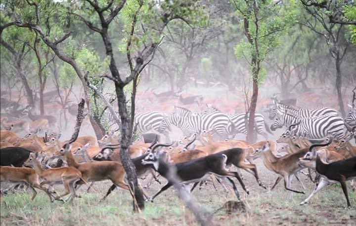 محمية زاكوما في جنوب شرق تشاد من أغنى وأجمل المحميات الطبيعية في افريقيا والعالم ولكن لسوء الحظ ليست مشهورة كباقي المحميات مثل في كينيا وتنزانيا وجنوب أفريقيا