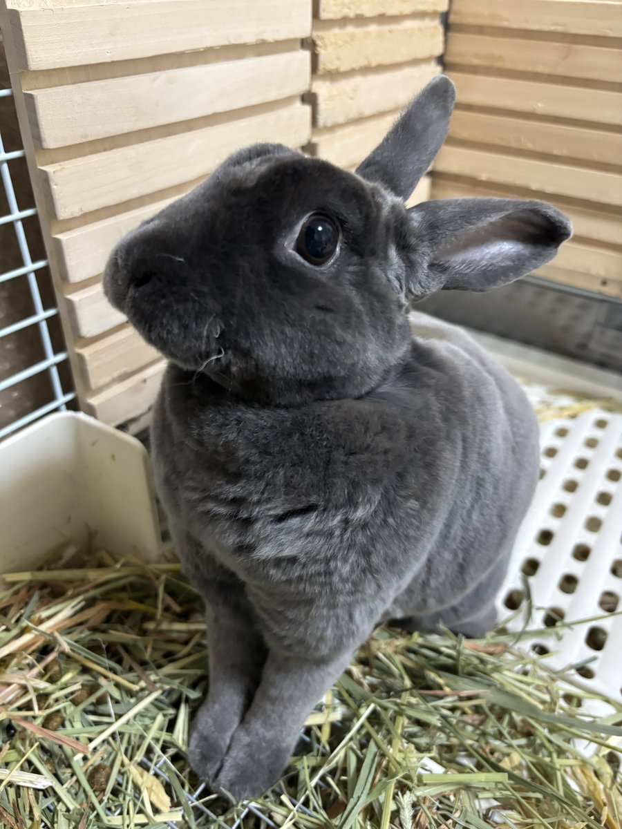 柴叉クロ tweet media