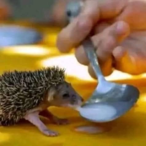 Désir dz 🇩🇿💪 tweet media