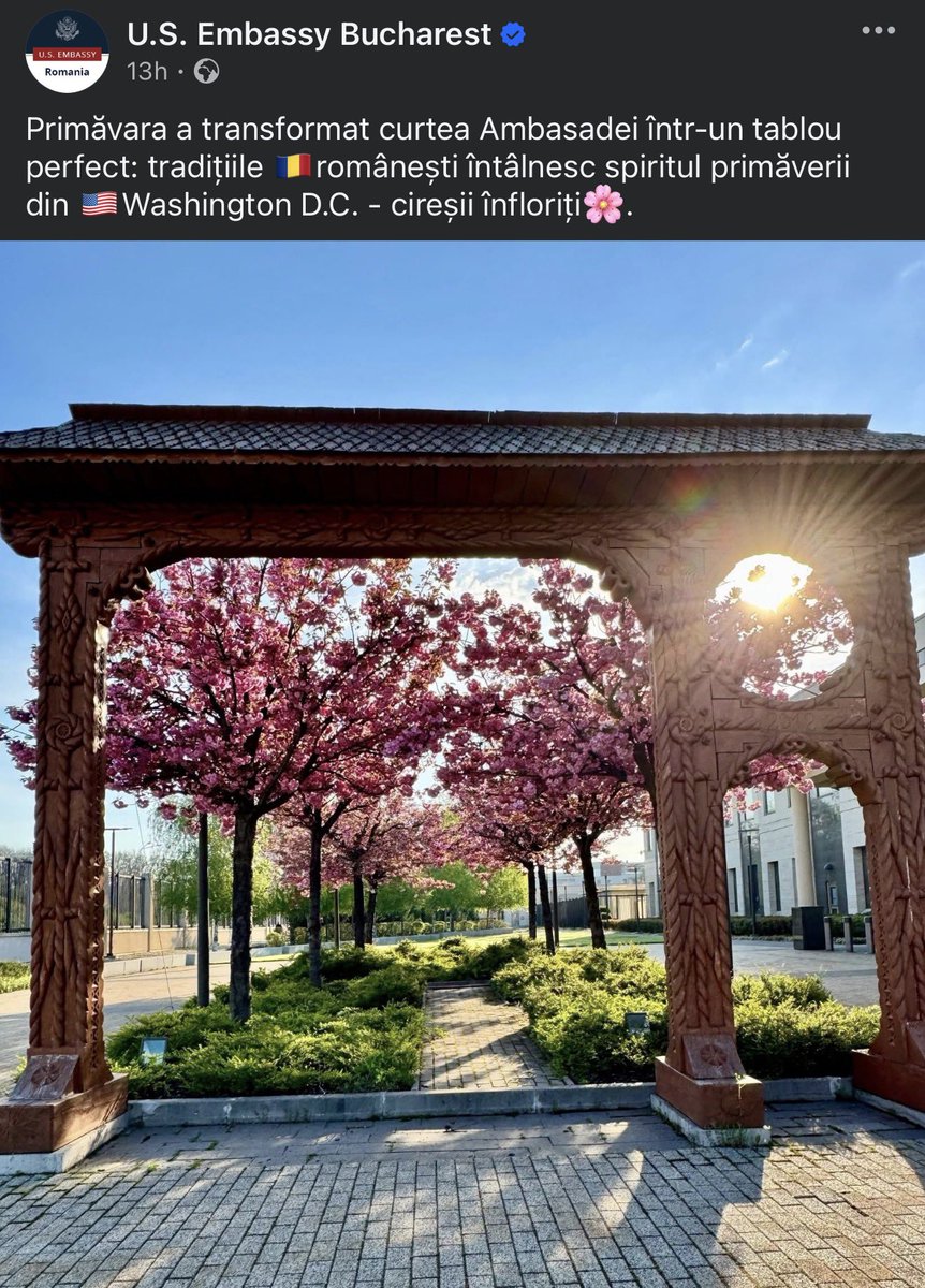 us_leonidas's tweet image. Semnalul a fost dat de @AmbasadaSUA.

Cireșii infloresc de la Washington până în București.

#WWG1WGA 
🇺🇸☦️🇷🇴