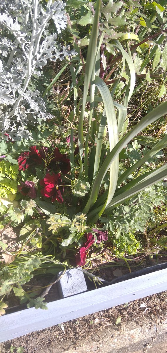 Rainbow_Stars1's tweet image. Absolutely stunning, as Station Adopters we love visiting, learning and working hard to create our special place. Sensory grasses and beautiful flowers.

#emrstationadopters
#springtime