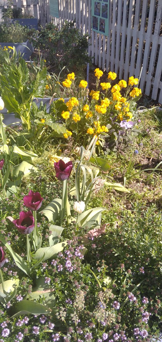 Rainbow_Stars1's tweet image. Absolutely stunning, as Station Adopters we love visiting, learning and working hard to create our special place. Sensory grasses and beautiful flowers.

#emrstationadopters
#springtime