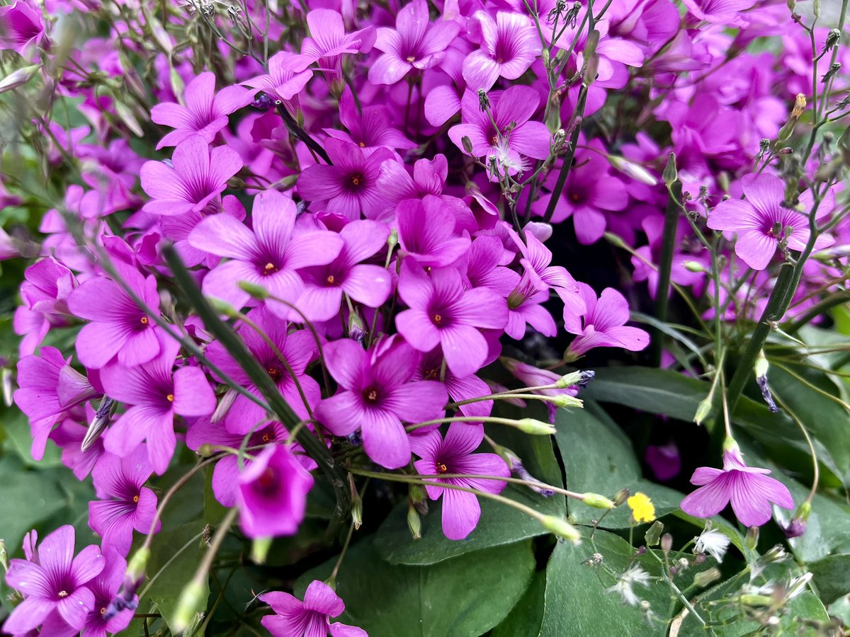 SENA(山崎 汐南) tweet media