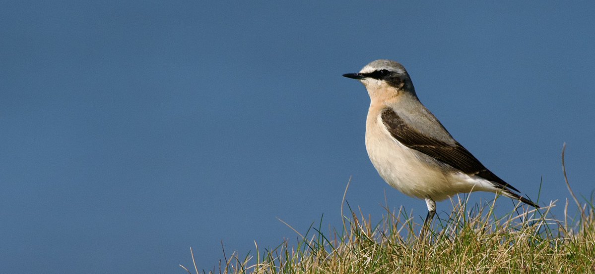 SteveOnHilbre's tweet image. Only small numbers of wheatears passing through @hilbrebirdobs at the moment - mainly Greenlanders like this lovely 2cy male 😍 on his way north. His next hop may be over the North Atlantic 🇬🇱 #migration #birdringing