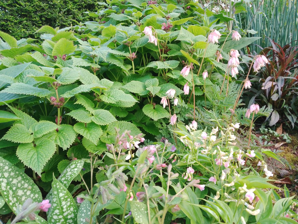 utterly_country's tweet photo. In the pink corner: Pale pink Dicentra, pink lathyrus vernus and lamium orvala. Dark leaves of aster 'Lady in Black'. #mygardentoday #gardeningx #springgardens https://t.co/8dUBCCzKJB