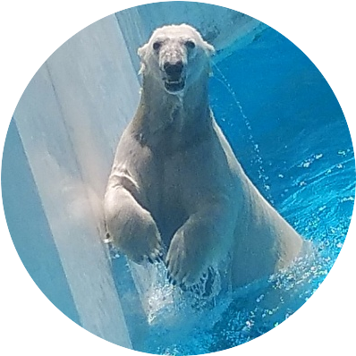 ランサー tweet media