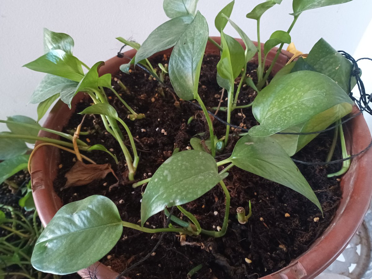 Valeria70669577's tweet image. "When your desk plant finally gets more meetings than you  Spotted at the office—this guy’s calendar is PACKED. #WorkLife #PlantBoss"