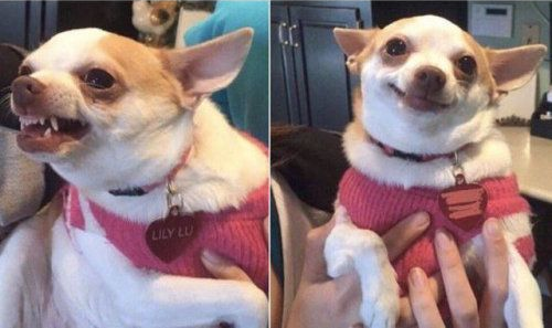 ☭ Trosko desigual y combinado ☭ 🇵🇸 tweet media