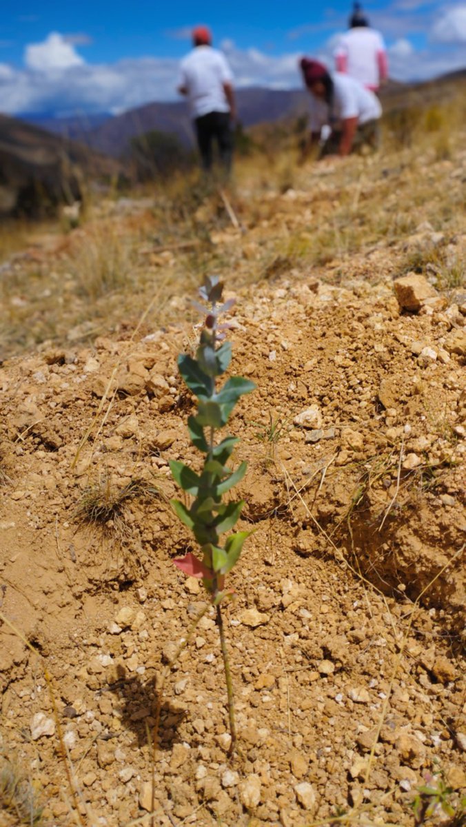 Reforest Trees tweet media
