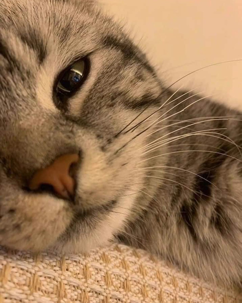 Cat 🐈 tweet media