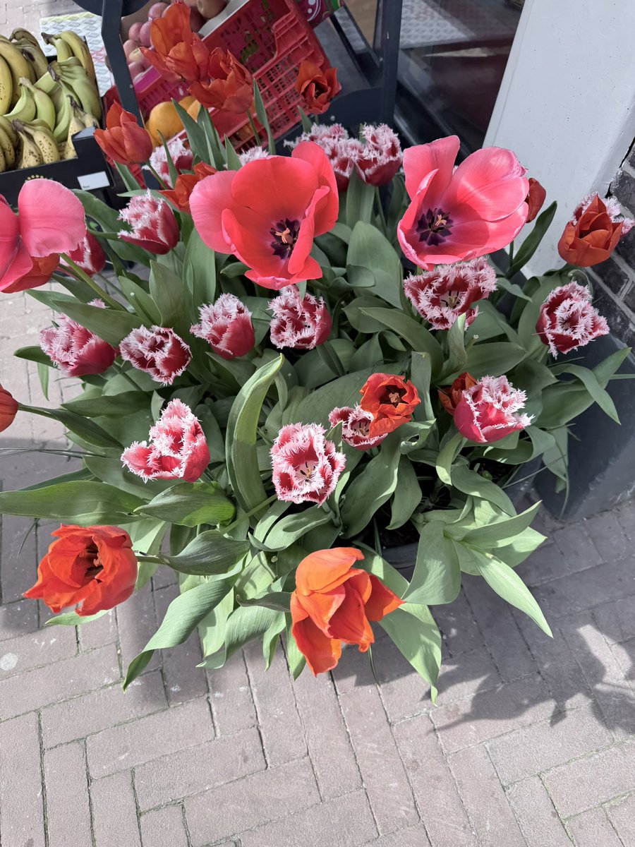 djmissnine's tweet image. Tulip season 🌷 #ams #flowstate