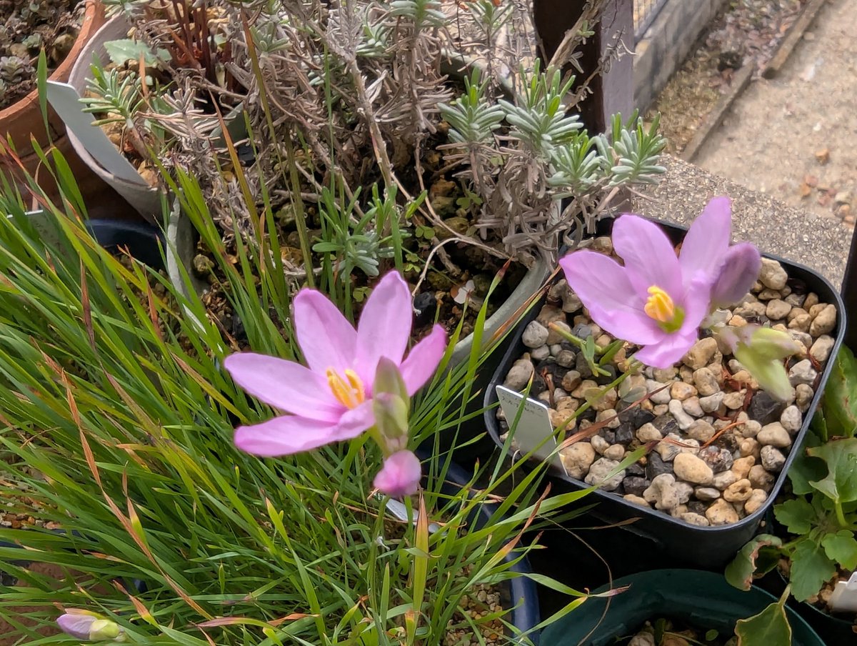 Kirara_9876's tweet photo. #Ixia
#イキシア
Ixia.flexuosa Pink(イキシア.フレキシオーサ ピンク)が咲いてくれました。
植えっ放しなので花数が少ないです。
今年は少し肥培してあげなきゃです。 https://t.co/7oyueqFj6g