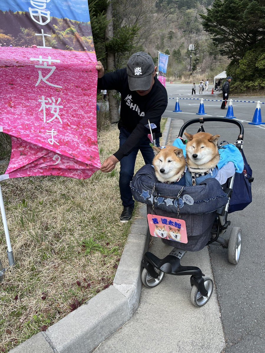 @Ducaduca柴犬御殿完成 tweet media