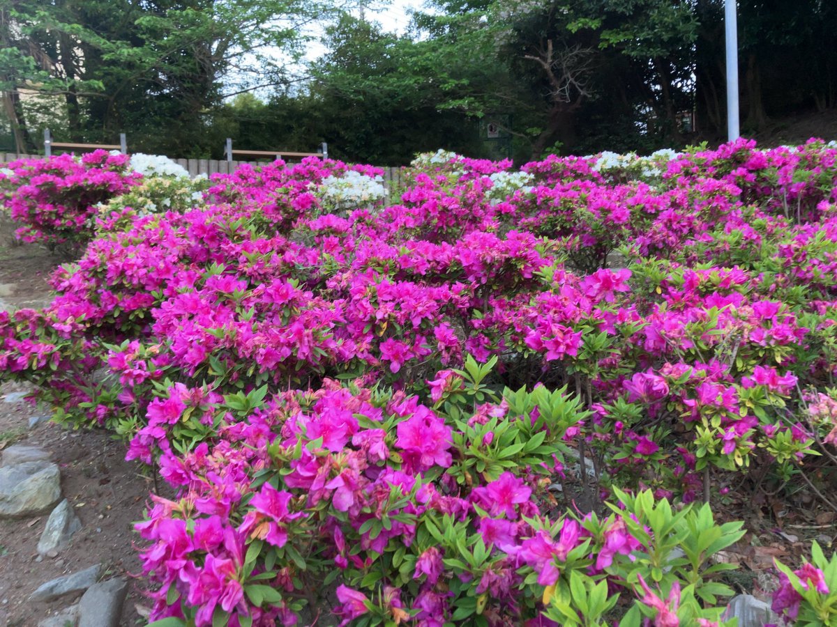 ぶんにゃん🌕🌈超会議26日(日)一般参加 tweet media