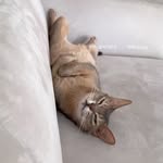 Albina Cowser tweet media