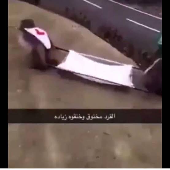 محمد. tweet media