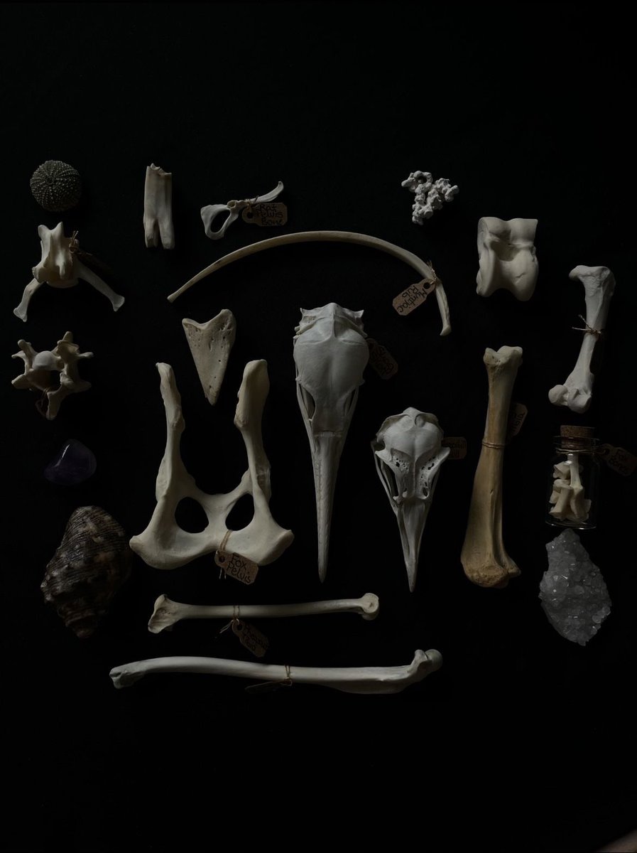 Dove || Soren Baltimore of shtwt tweet media