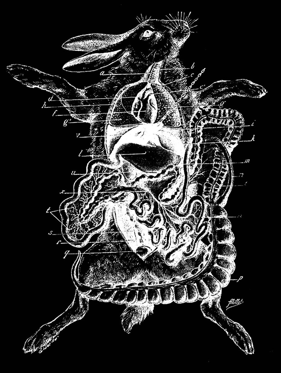 Dove || Soren Baltimore of shtwt tweet media