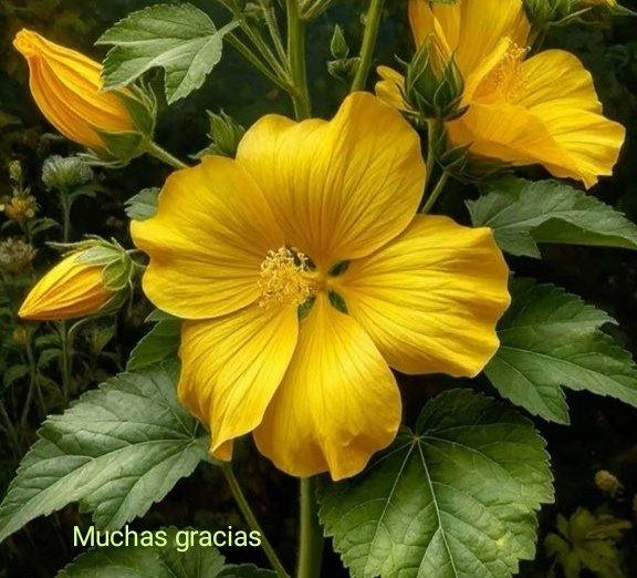 María de la D. tweet media