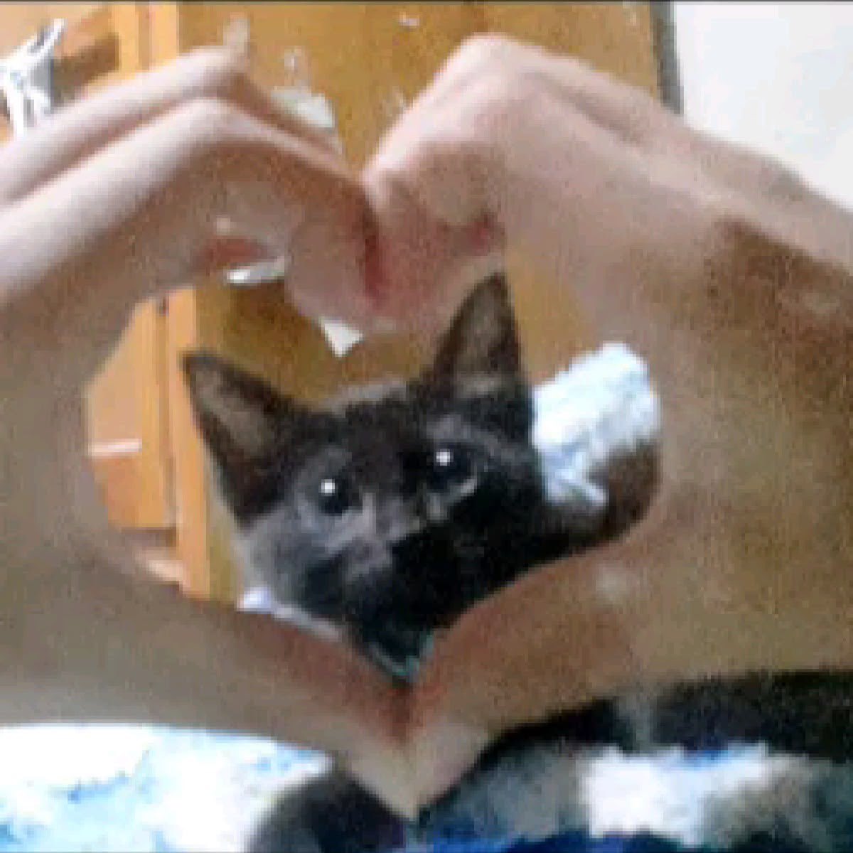 blackscats's tweet photo. https://t.co/TOx3S1rdlU