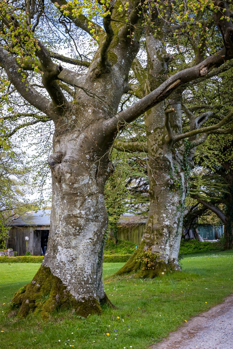 pmj_photos's tweet image. Doing what they have done every spring for longer than anyone can remember. Twin beeches in Devon. Broad and unhurried.
#ThickTrunkTuesday #TreeClub #Devon #Trees #Nature #Beech
@arborsmarty @keeper_of_books
