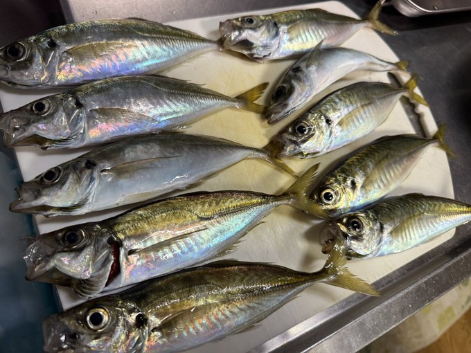 わーい!!風が少しある上に雨が夜に降ったおかげか、アジの群れが入って1時間ちょいでアジが10匹!みんな20cmくらいの型のいいやつ〜 嬉しい、楽しい、おいしい! 
