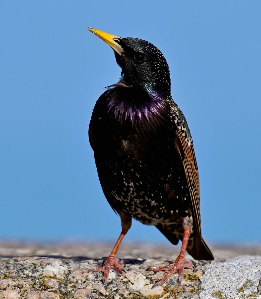 Carl Bovis tweet media