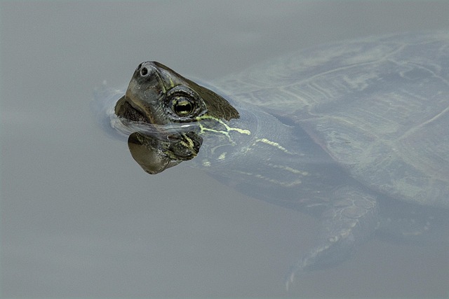 Melvin Davis tweet media