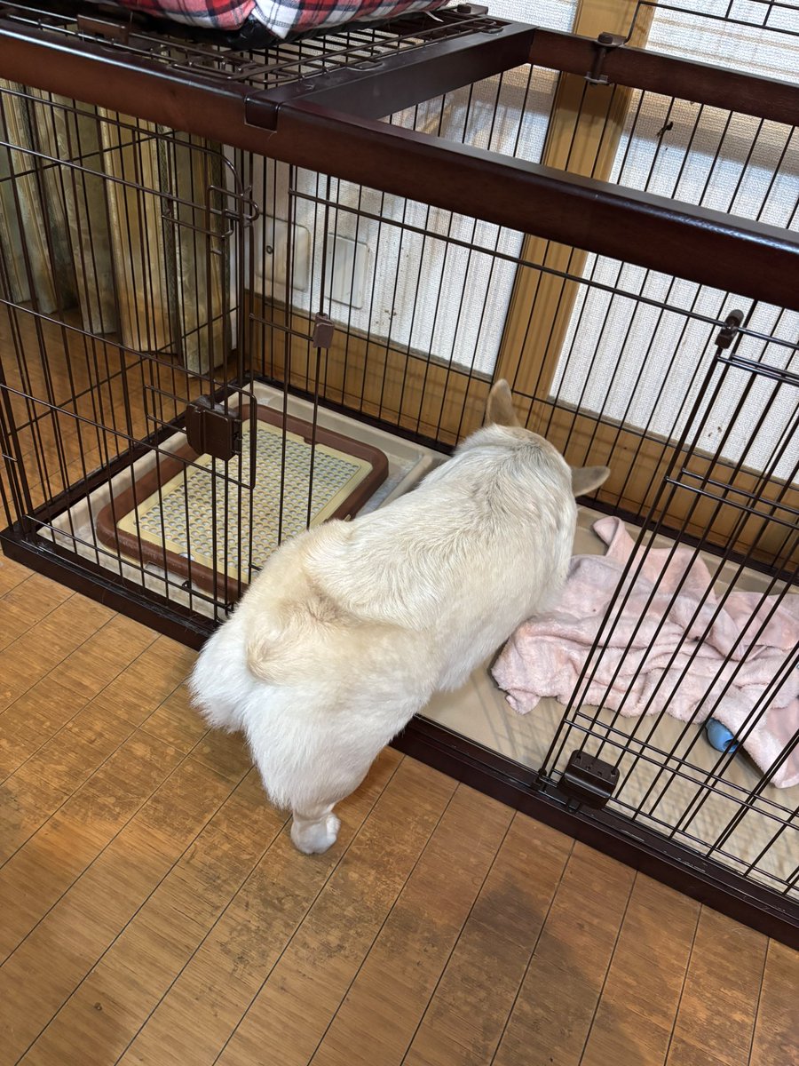 いちみ tweet media