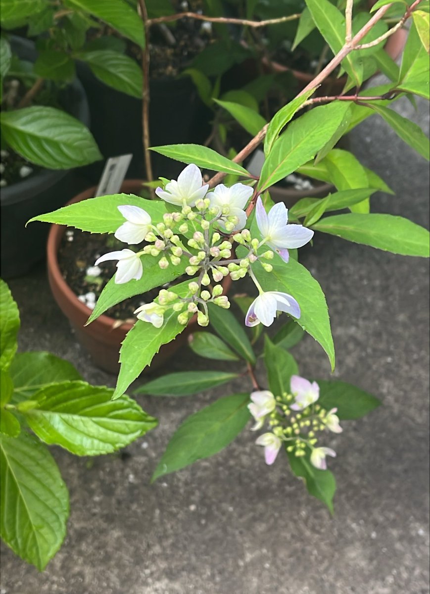 wallaroo142377's tweet photo. #おはようございます
#紫陽花2026
#藍姫

変わらぬトップバッター。

「出塁しさえすれば得点できる人」
って言うけど、私は外見・雰囲気のイカす人を推したい💕

藍姫もイカすでしょ。ふふふん♪ https://t.co/nRWJ5xGVao