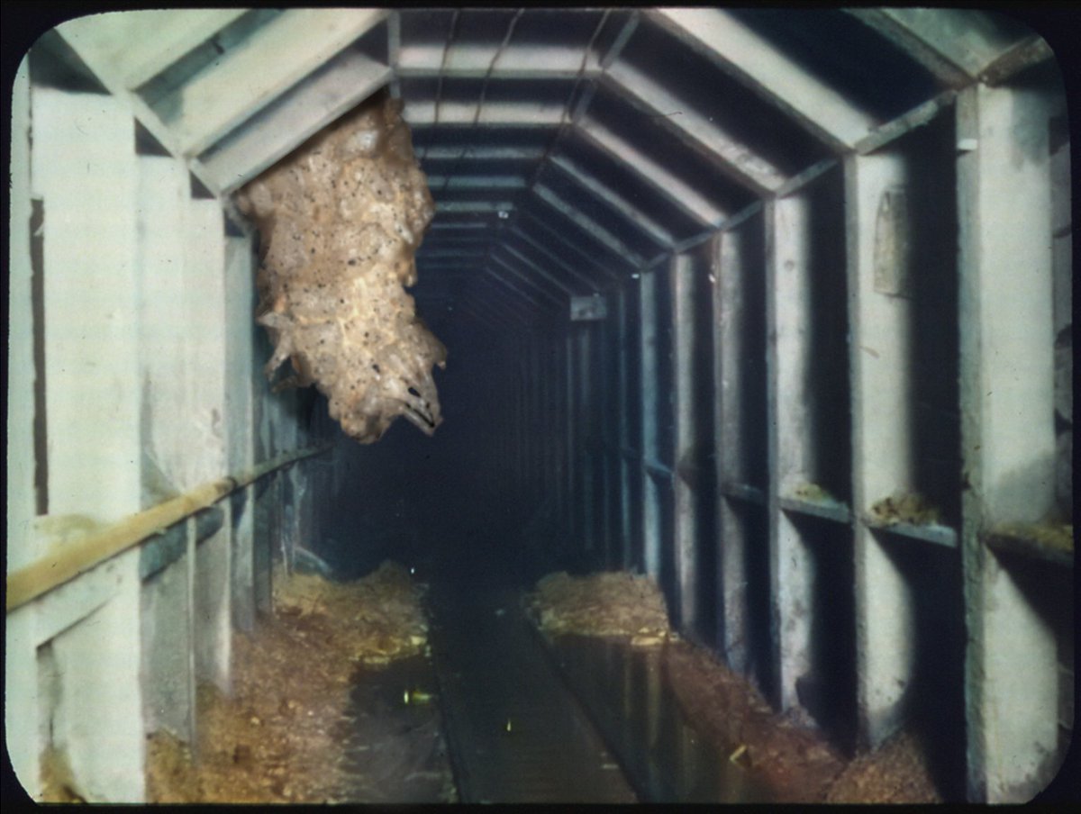 BaltimoreJacobo's tweet photo. #Parahistory #Terror #Foundfootage #SCP #Analoghorror #Anomaly #Horror #lostmedia #SCPFoundation #cursedfootage
After the latest incident, it has been confirmed that the subjects can react in an hostil manner; all instances must be removed from a safety distance, by incineration https://t.co/Qc1TloTJN1