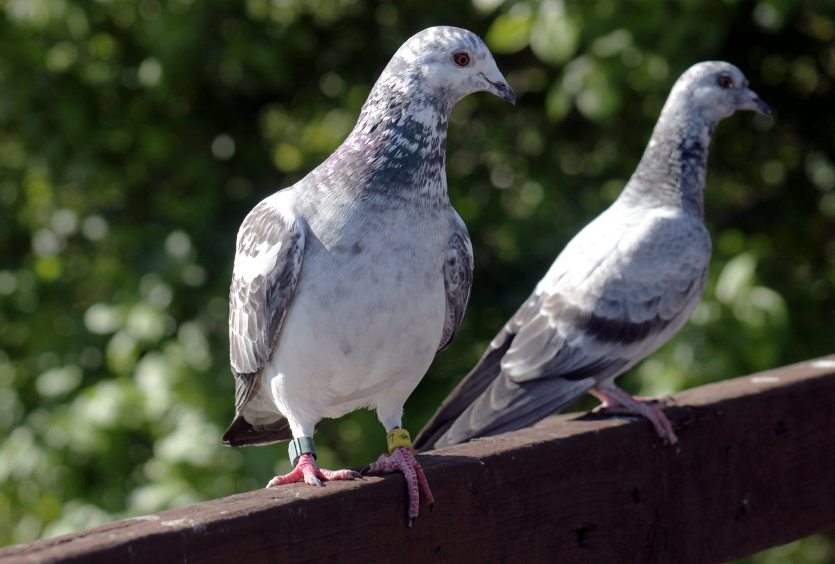 a_london_pigeon's tweet image. 📷  Morvien Lloyd @MorvienR 
Has this oft-photographed racing pigeon #leg_rings parented a sprog in the park? The obviously young other bird has no rings but they look remarkably similar!  #WorcesterPark #Surrey 
Original tweet: 
x.com/MorvienR/statu…