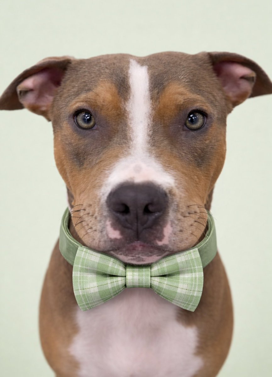 LUKA!! Come on, this sweet young pup is waiting to steal your heart <a href="/rhodehomerescue/">Rhode Home Rescue</a> you’d better hurry he will get adopted fast!! #puppy #rhodeisland #adopt #love ❤️🐾