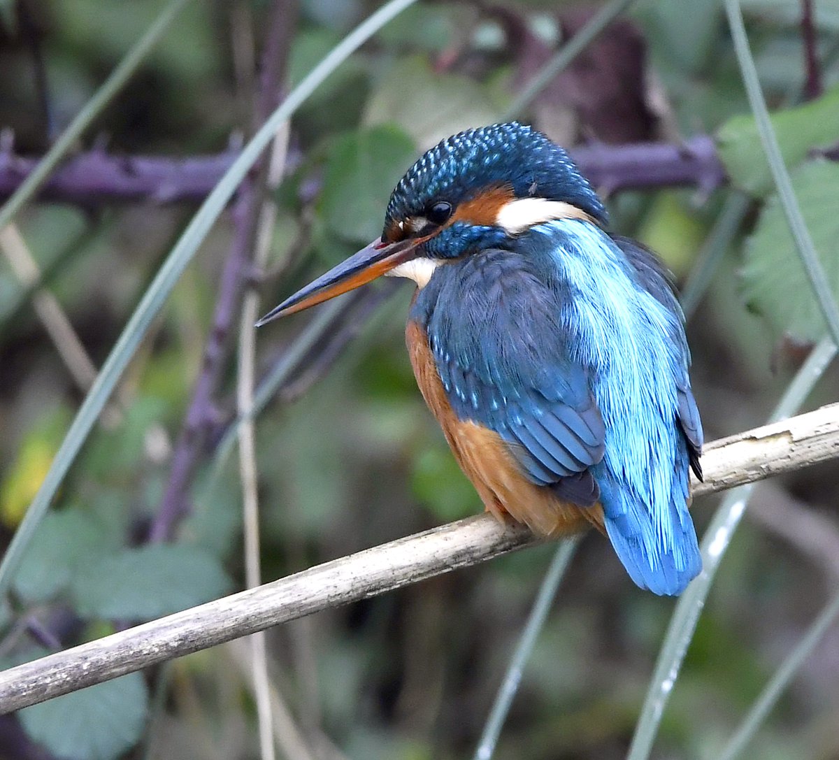 Carl Bovis tweet media