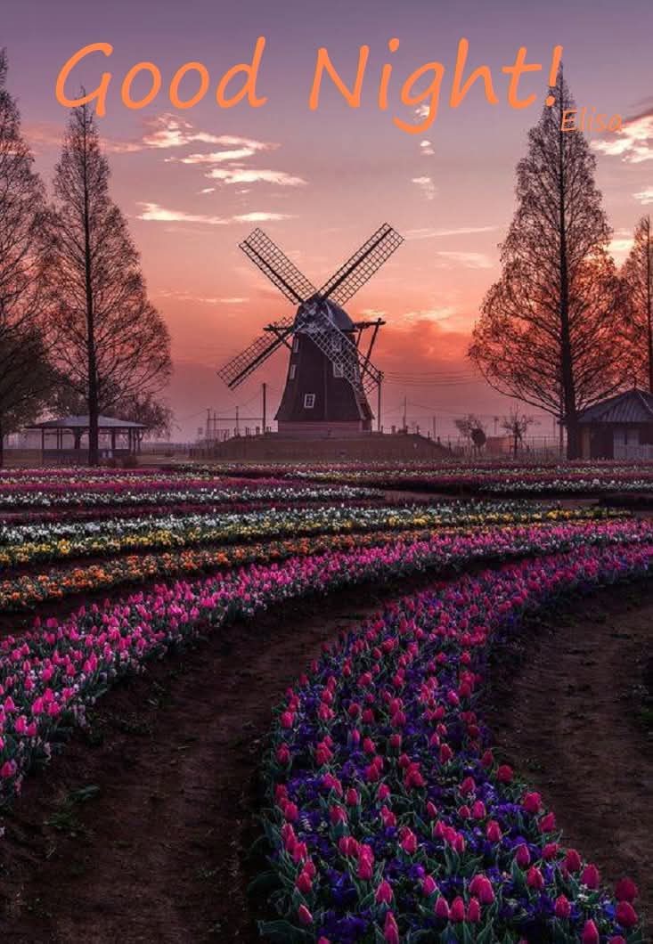 🕊️🌹🕊️ tweet media