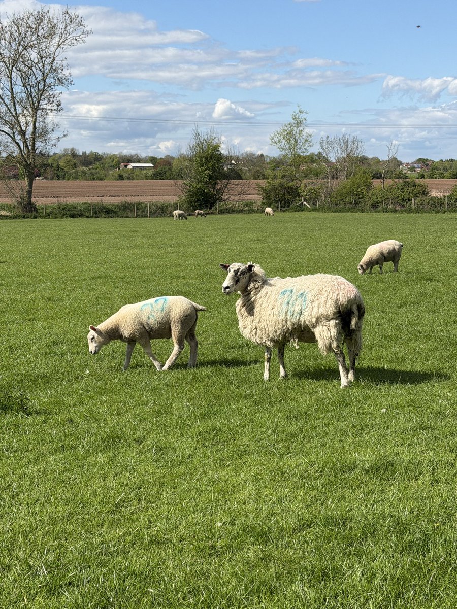 Cazlar123's tweet image. On my walk today, sheep and lambs, ploughed fields, marsh marigolds and hawthorn blossom ready to pop 🐑🚜🌼🌿
#villagelife
