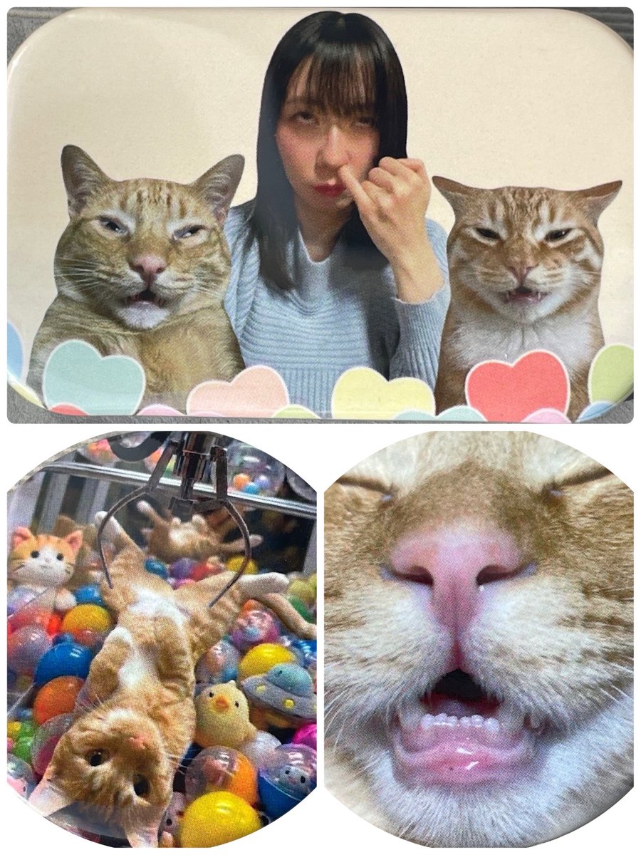 茶々丸๑꒰ o̴̶̷᷄ ·̭ o̴̶̷᷅ ꒱๑ tweet media
