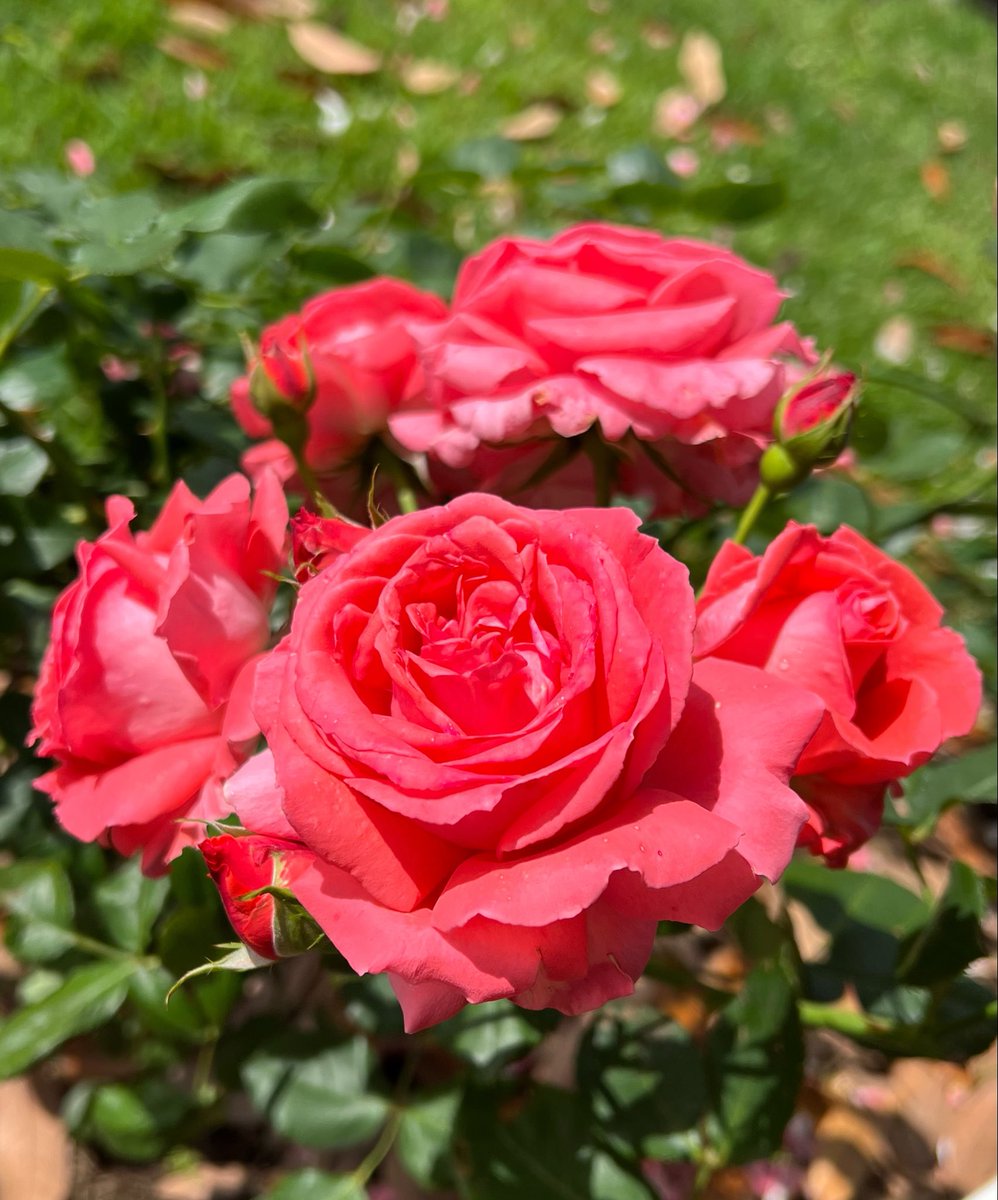 ︎𖧧 西沢 春海 tweet media