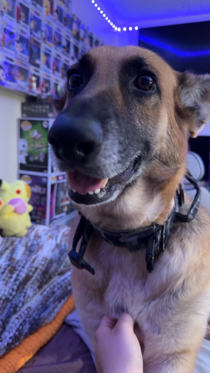 earth2dani's tweet image. She’s our derpy gworl 

#gsd #germansheperd #doggo #derp