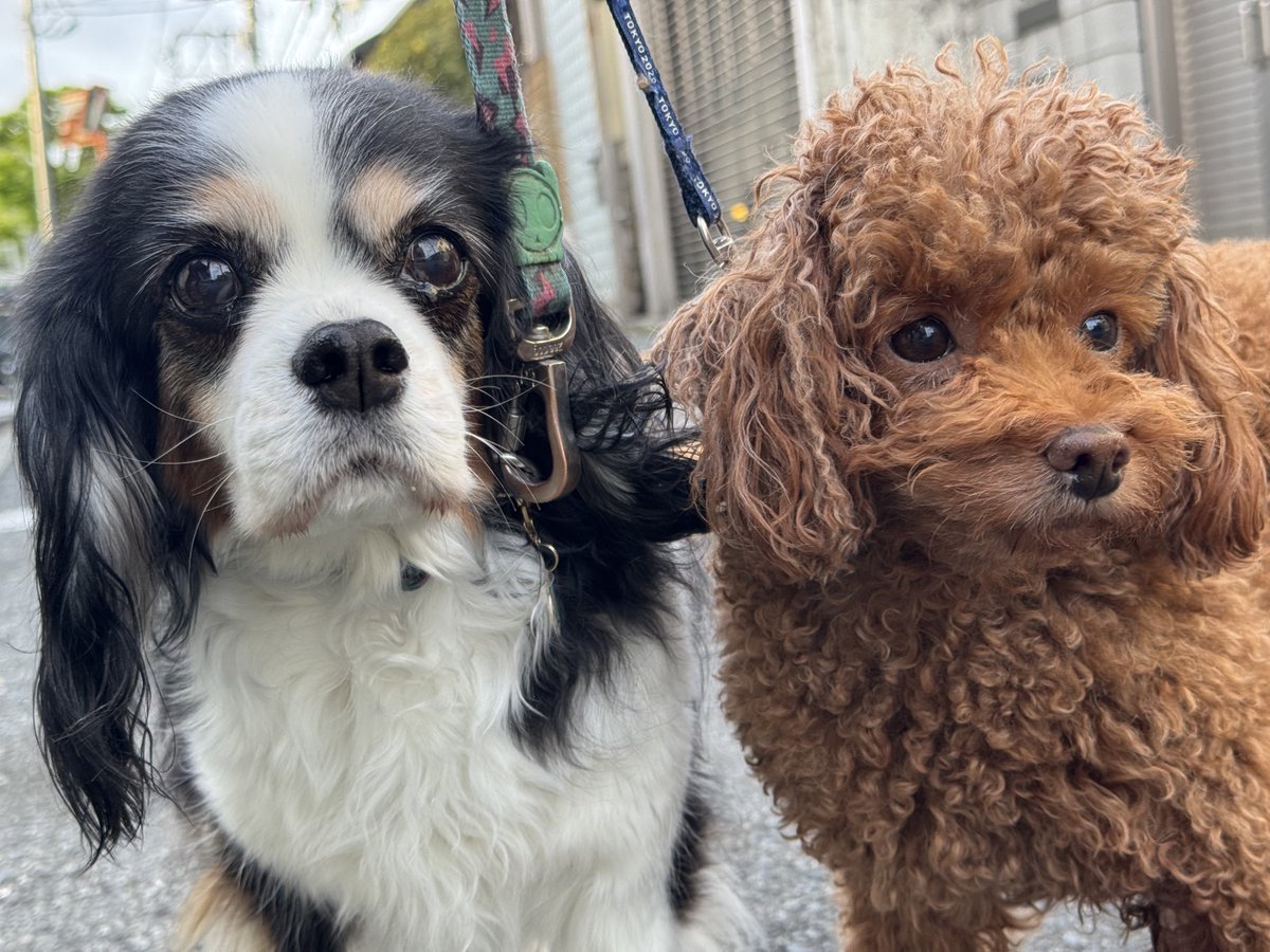 gtfld's tweet image. おはようございます。 #dogs