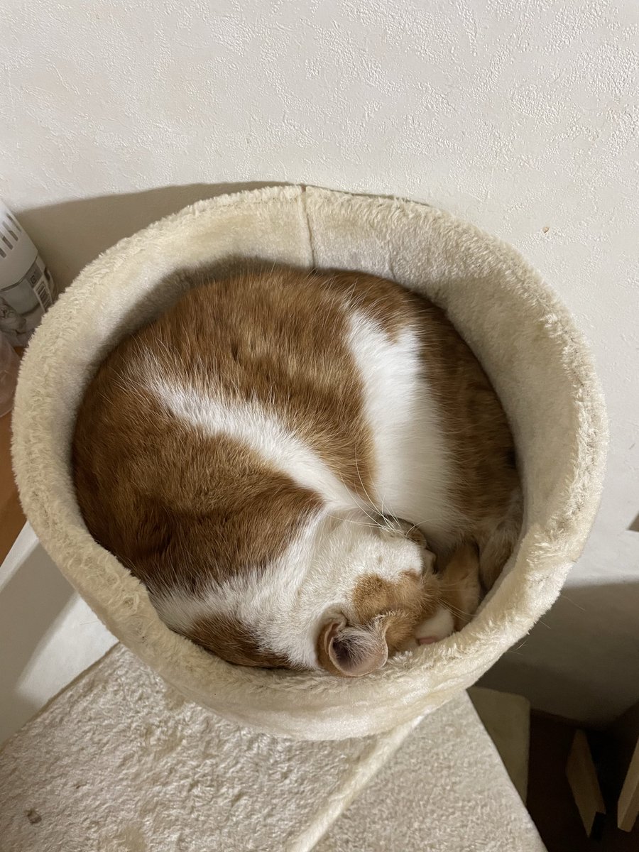 マロンとモンブラン tweet media