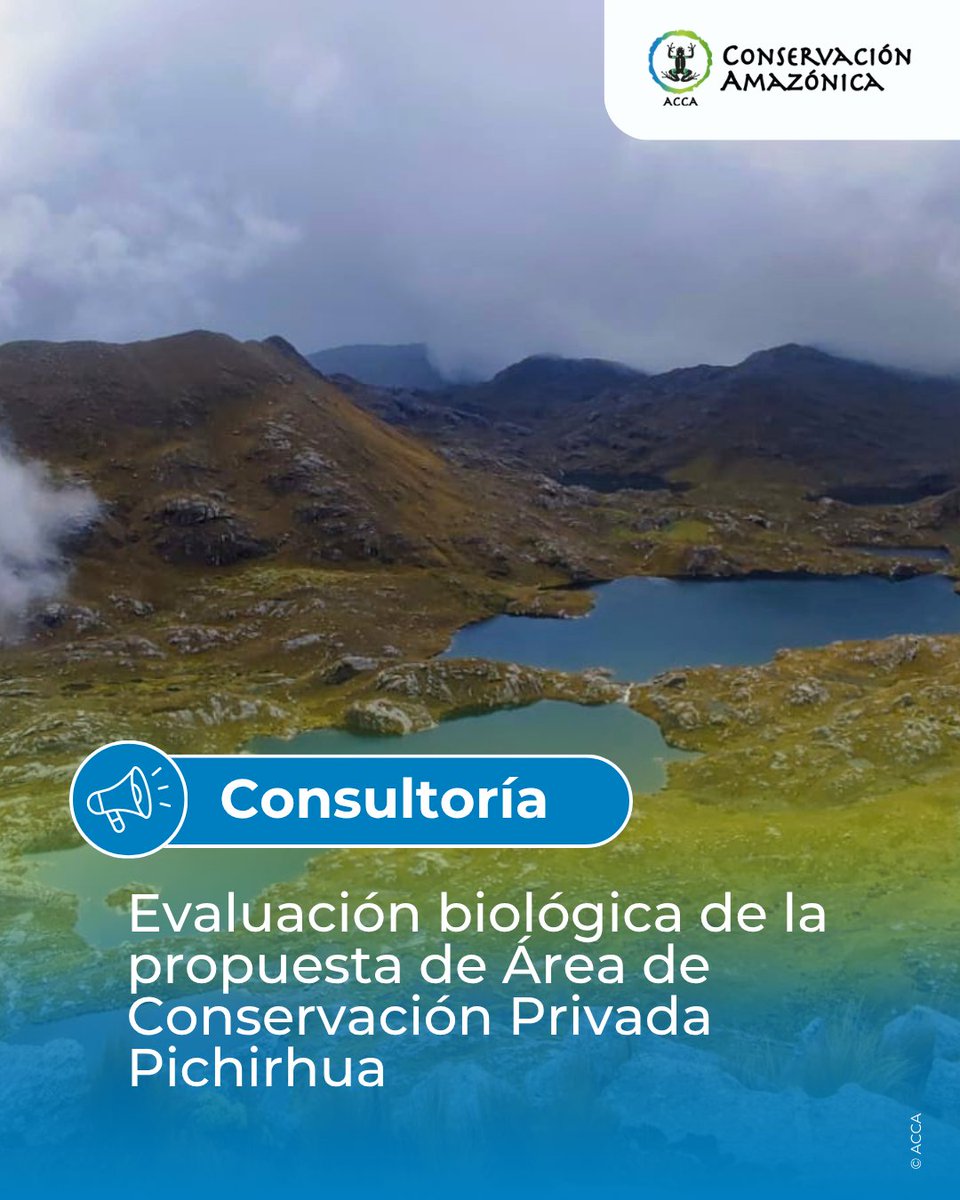 Conservación Amazónica - ACCA tweet media