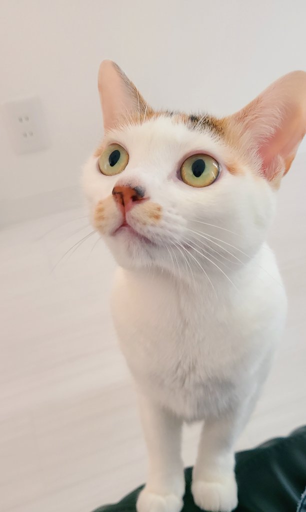 shiro@焼肉たべさせて下さい。 tweet media