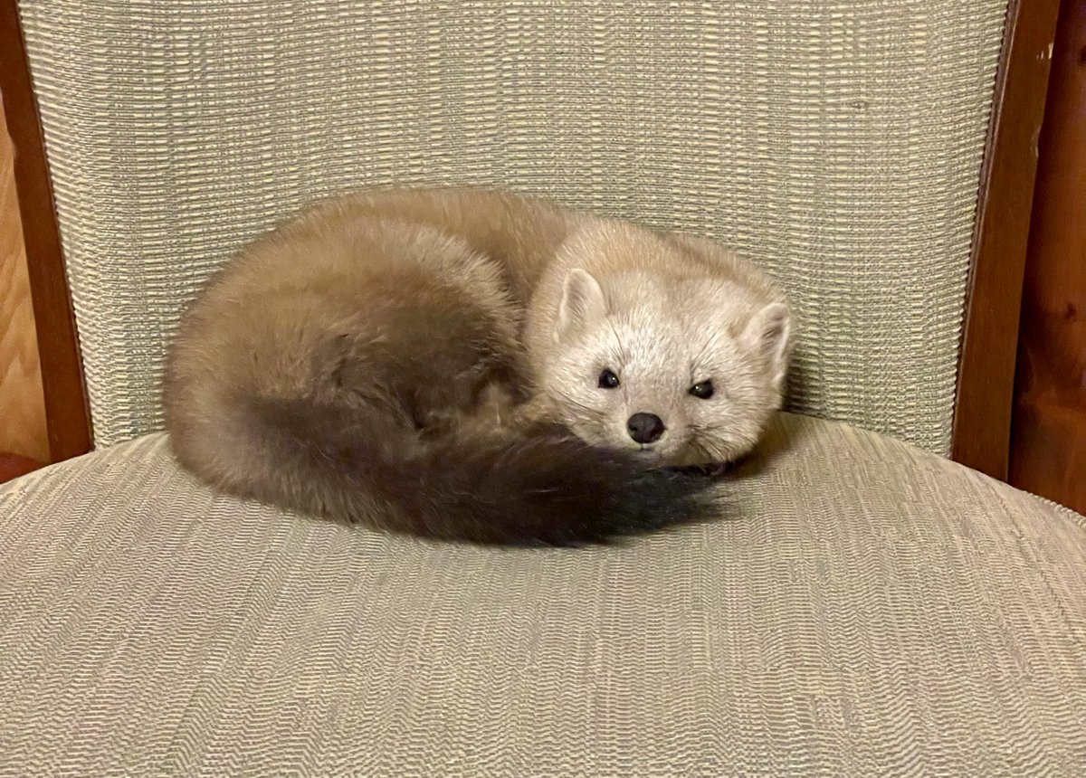 hirokirin_photo's tweet photo. 嘘のような本当の話し🐱
〜最終回〜

スヤスヤ…💤

本当に寝ちゃってます💤

しばらくすると、さらに体を丸くして熟睡モードに。
猫ちゃんみたい🐈

まるまって寝てたかと思ったら

子どもがよくやるように
自分の前足を後ろ足の太ももにギュッと挟んで寝始めました❣️

この体勢⁉️

あれれ〜😍😍

娘もよくやる仕草なので、思わずびっくり！

太ももからちょこんとはみ出た鋭い爪さえキュンとなります🫰

ドキドキと
ニヤニヤで、
声が出そうになるのを　　
必死に堪えます🤤🤍

🐱💤

上下するお腹のリズムを眺めながら、
まるで我が子を見守るような、幸せな時間。

しばく寝顔を見てほっこり🥰

「このまま朝まで一緒に寝られたら…」
なんて一瞬思ったけれど、

この子にも帰るべき場所があります⛰️

名残惜しいけれど、

そろそろお別れの時間です。

椅子を優しくトントンと叩いて、
「そろそろ帰らなきゃ」と声をかけると、

耳をピクッと立ててこちらをじーっと見つめてきます。
少し寝ぼけたような、「まだ眠たいよ〜」と言いたげな表情。

なかなか椅子から動こうとしません。

椅子を少しコトコト動かして促すと、
ようやくぴょんと窓際へ。

外を見たりこちらを見たり

でもなんだか帰りたくなさそう…。

ここでまたくつろいだら帰せなくなるので

自分も窓の方に行って

『またね』と声をかけます！

それでもそこにちょこんと佇んで動かないので最後はカーテン越しに、　　

そっとお尻をグイッと押してあげると、

踏ん張って帰ろうとしませんでした🐱

嬉しいけど今行かないと帰れなくなっちゃうとで『ほらお帰り』と言うと

名残惜しそうに、
山の方へと帰っていきました。

あんなに近くにいたのが、
まるで夢だったんじゃないかと思うほど、
あの子がいなくなった部屋は急に静かになりました。

指先に残る、

踏ん張った足の力強さと余韻。

そしてカメラに残った
ぬいぐるみのような可愛い顔と

あの無防備な寝顔。

それが、すべて「本当にあったこと」なんだと教えてくれます。　

森に住む小さな命。

またいつか、会えるといいな☺️

嘘のような、でも本当にあった、

夢のような不思議な出来事。

おわり